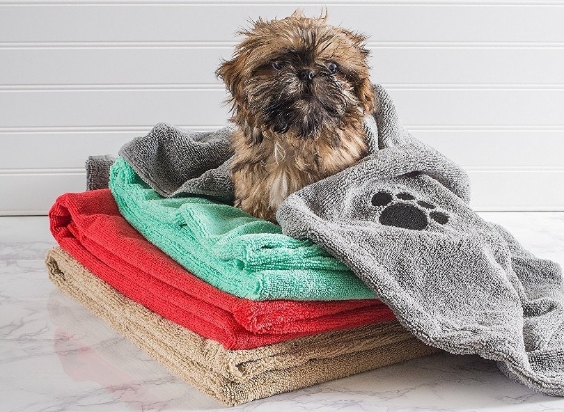 wet dog on towels