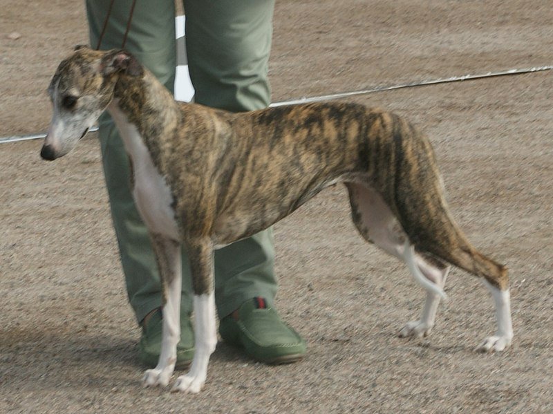 whippet