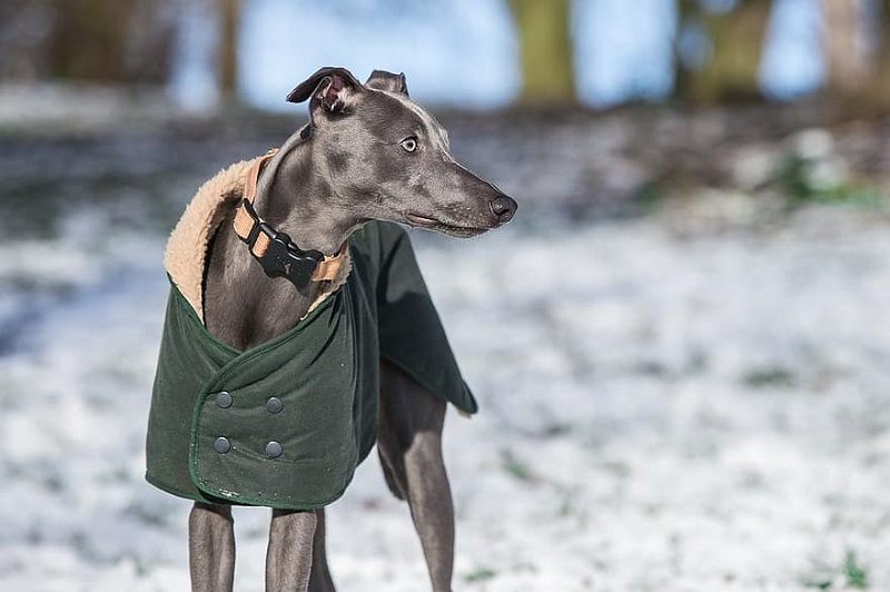 whippet outdoor