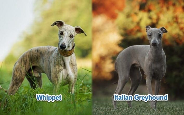 Differences Between A Whippet Greyhound Italian Greyhound Daily Paws