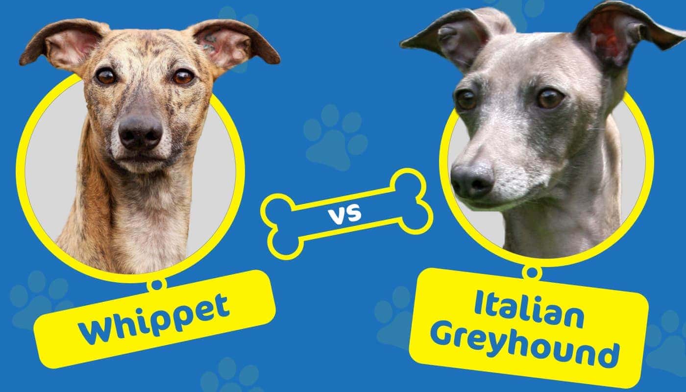 whippet vs italian greyhound