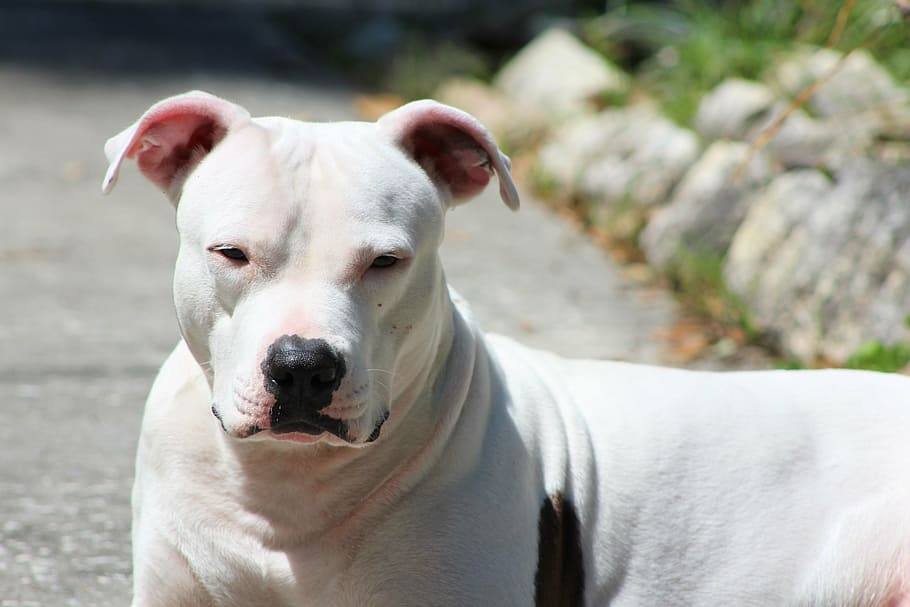 white american pitbull terrier