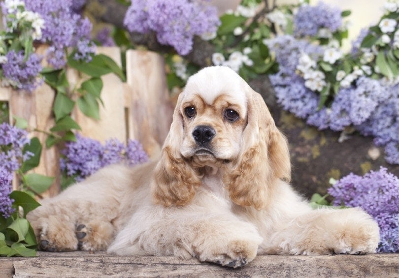 What dog breeds stay by your side?