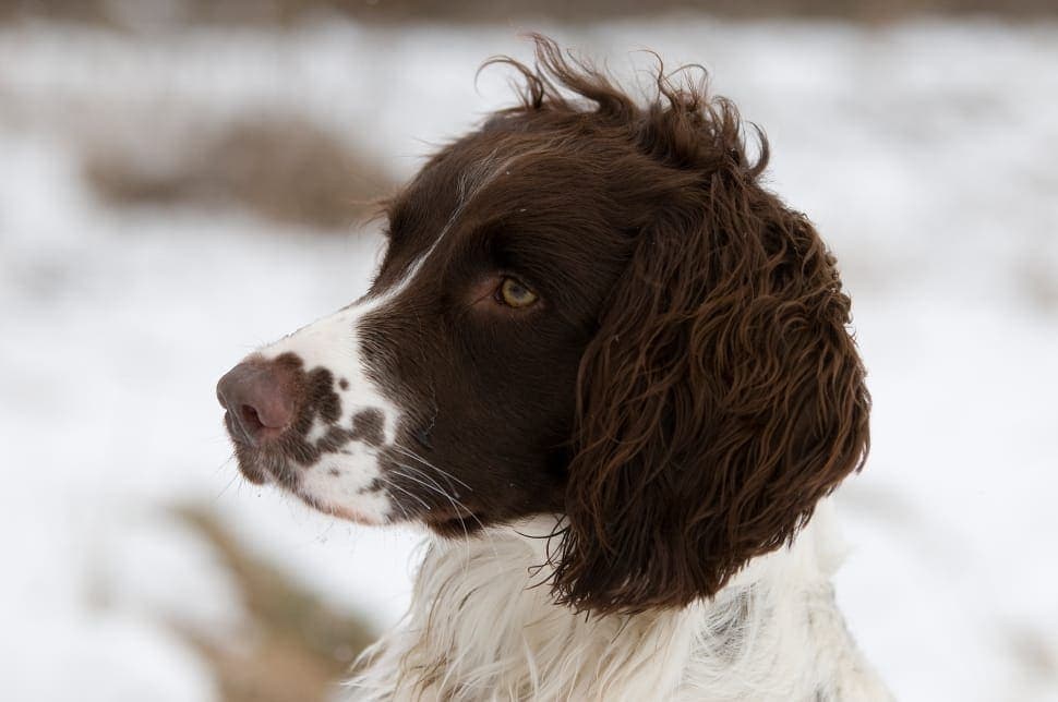 white and tan stabyhoun