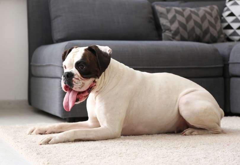 white boxer at home