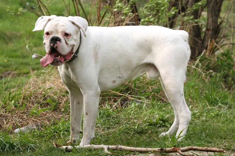 White Female Boxer Dogs