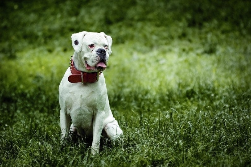 white boxer sitting on the grass