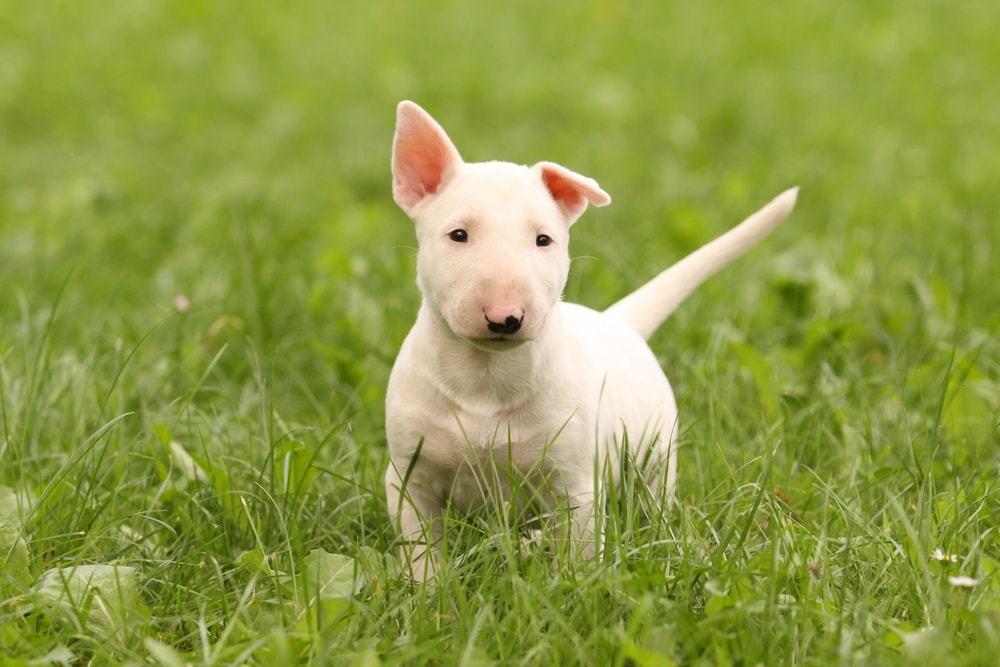 Puppy Care 101: Information Sheet for a Healthy Pup - Hepper