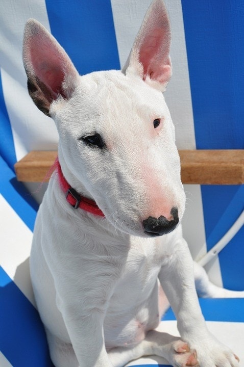 white bull terrier