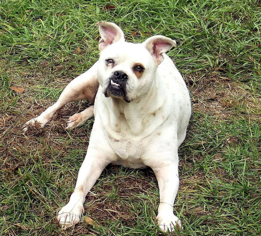 Håndfuld spænding Alperne 22 English Bulldog Mixed Breeds (With Pictures) | Hepper