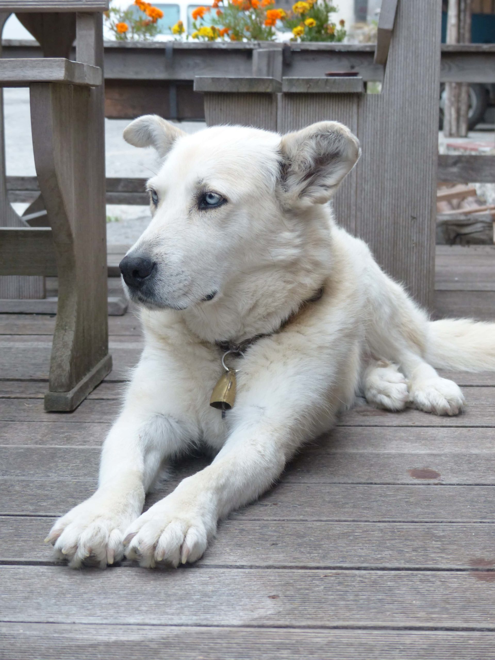 Great pyrenees husky deals lab mix