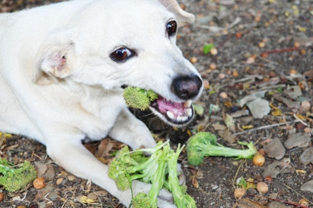 Can Dogs Eat Bagels Our Vet Explains Hepper Can Dogs Eat Bagels Our Vet Explains Hepper