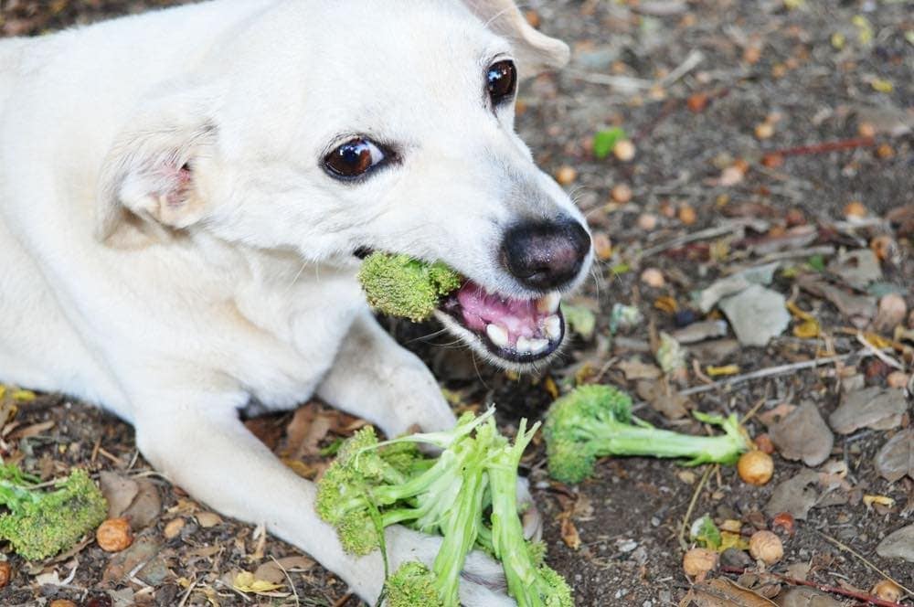 Vitamin k in dog on sale food