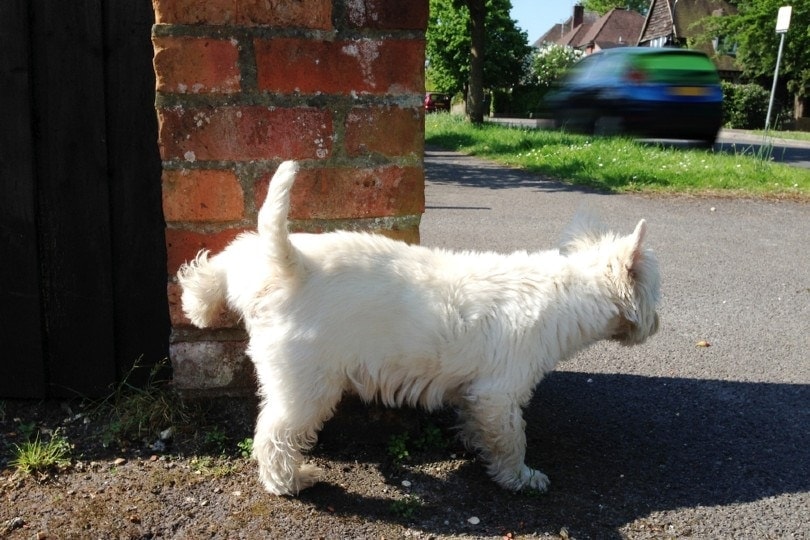 white dog peeing on a brick wall