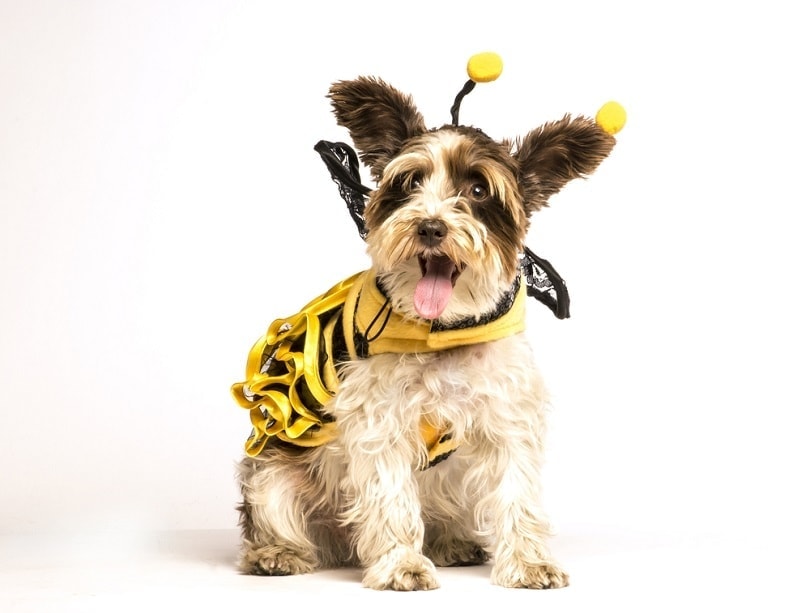 white dog wearing a bee costume_Clement Morin_shutterstc