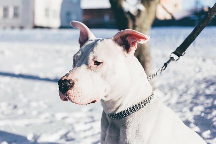 white dog with chain collar
