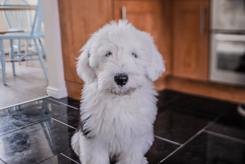 white english sheepdog