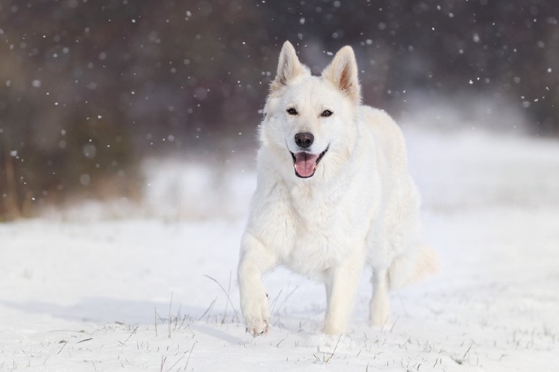 white german shepherd running in the snow