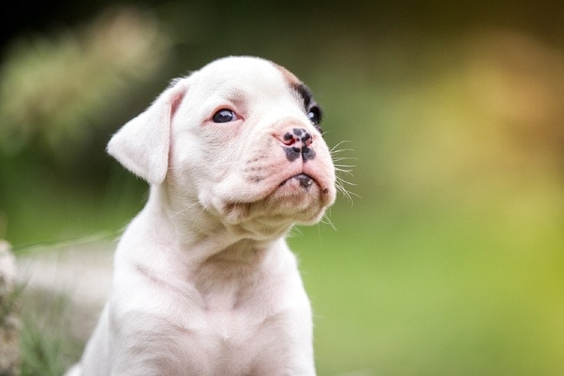 boxer dog with down syndrome