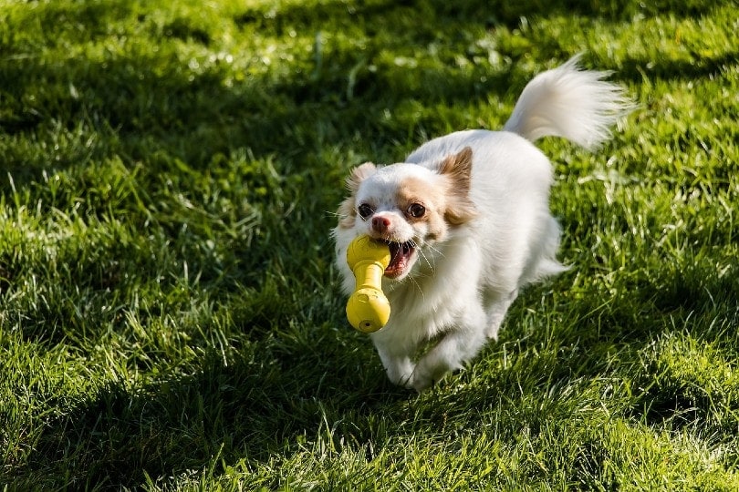 white long hair chihuahua playing a toy outdoor