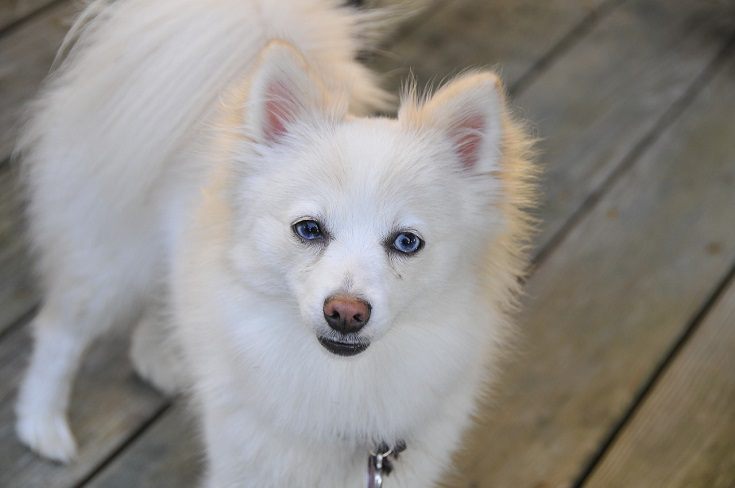 white pomeranian