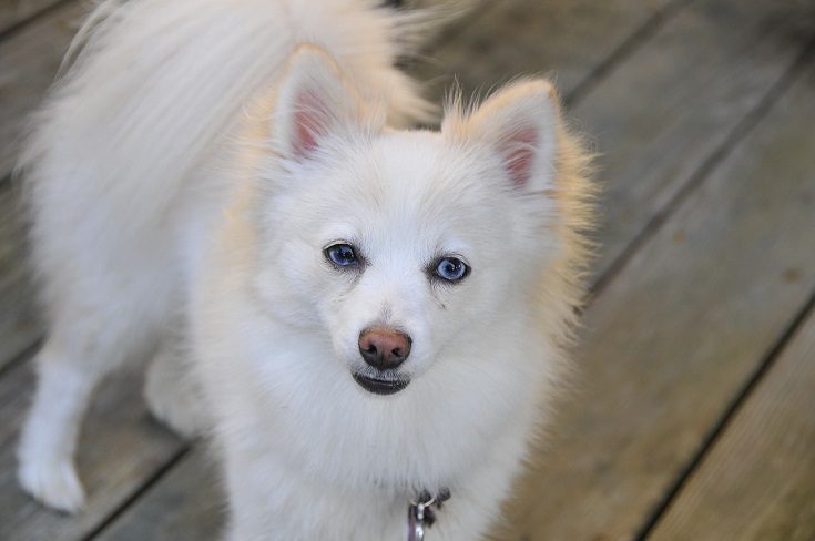 Dogs That Look Like Polar Bears