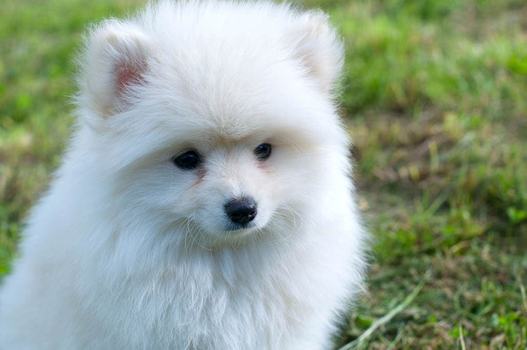 what are pomeranians mixed with