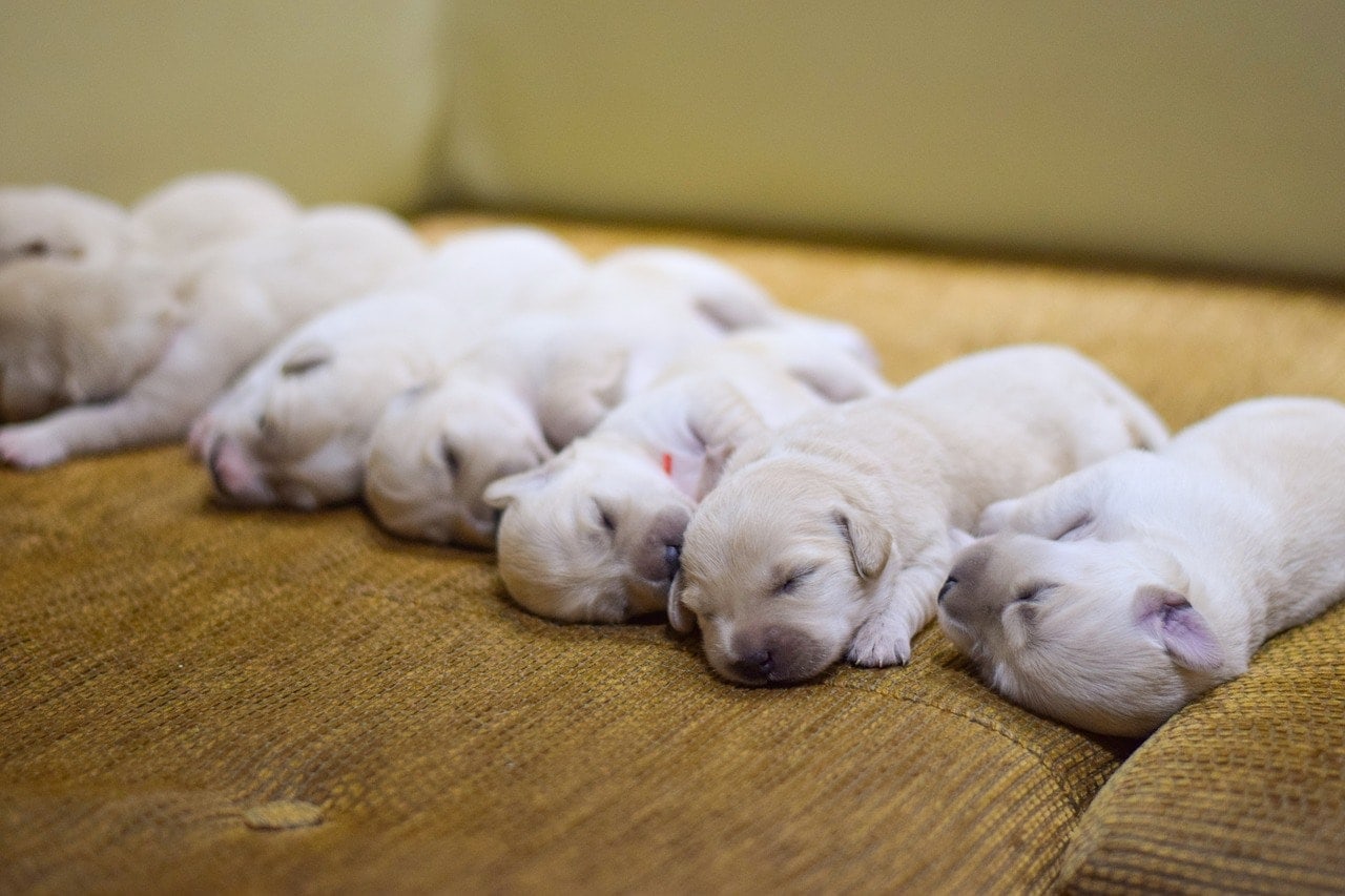 white puppies sleeping