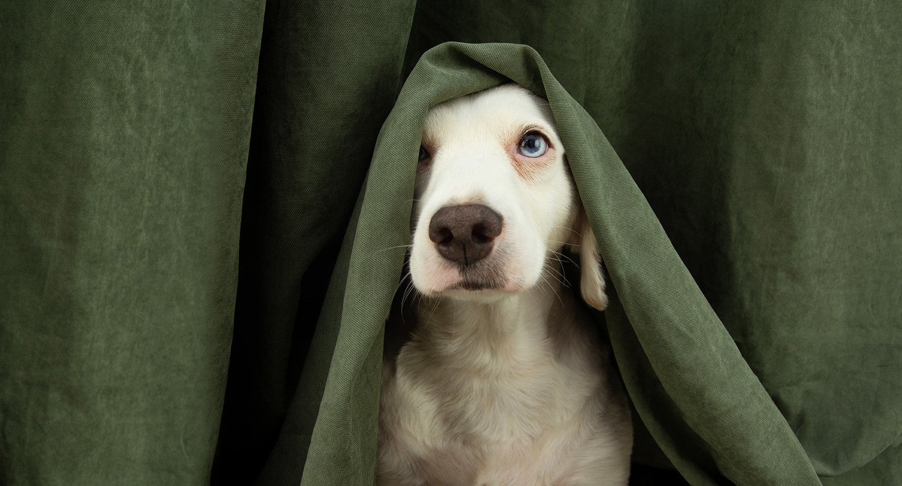 white puppy hiding in the curtain