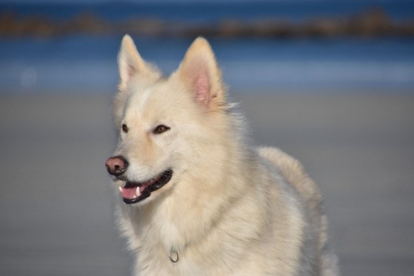 white siberian husky at the beach