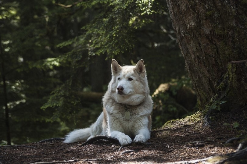 white siberian husky in the forest