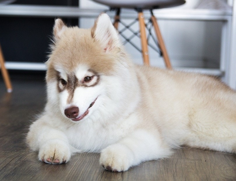 albino siberian husky