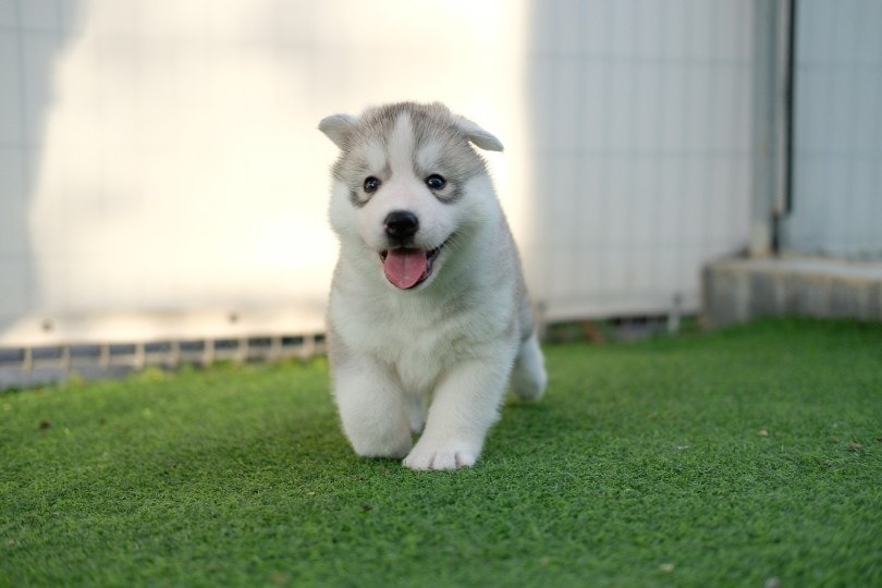 white siberian husky puppy running on the grass