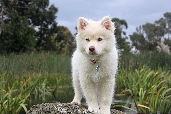 6 month best sale old husky puppy