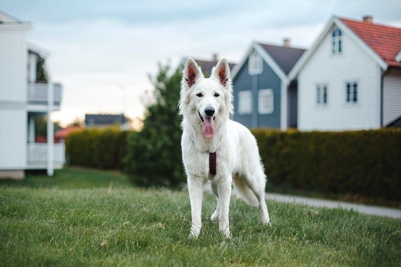 are swiss shepherds allergenic