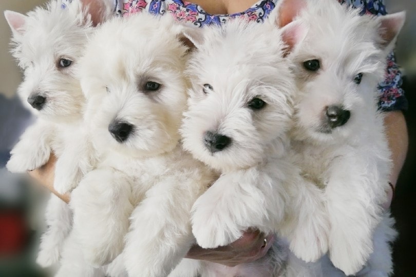 white west highland terrier puppies