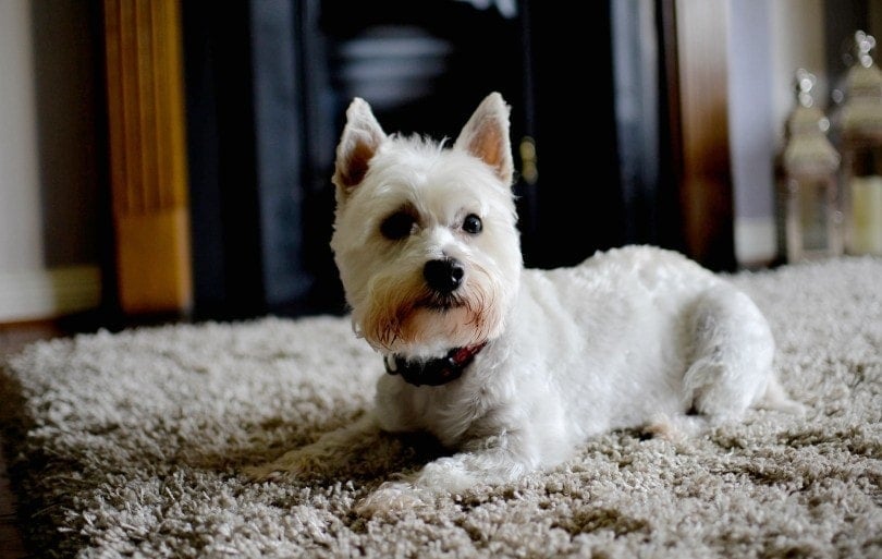 white yorkie on a carpet