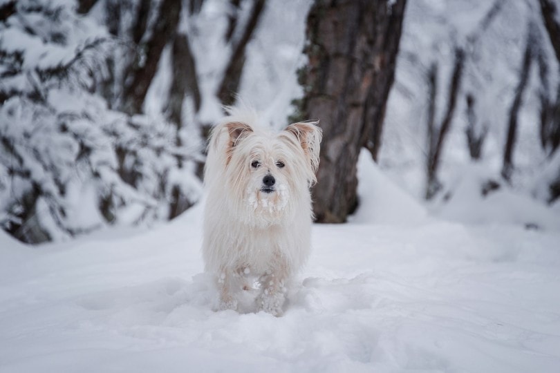 white yorkshire terrier in snow