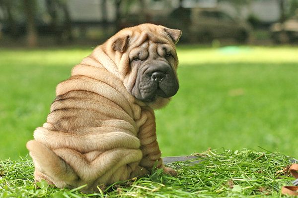 Very store wrinkly dog