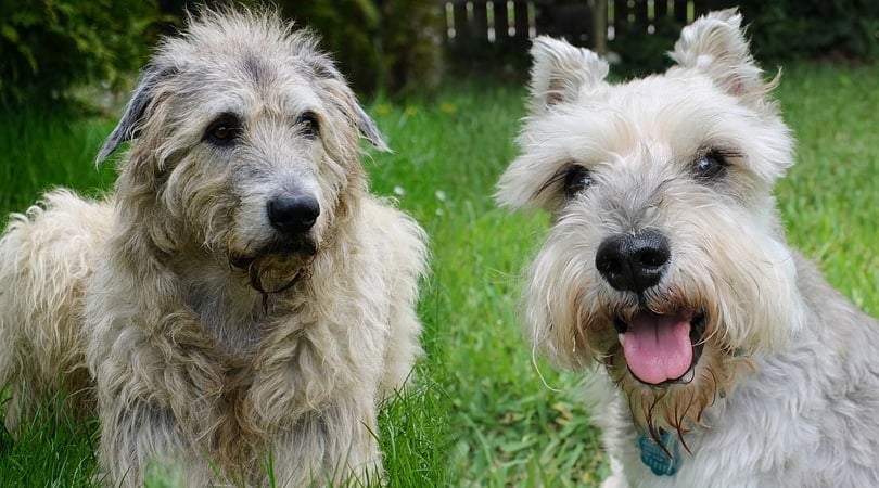 how much does an irish wolfhound cost