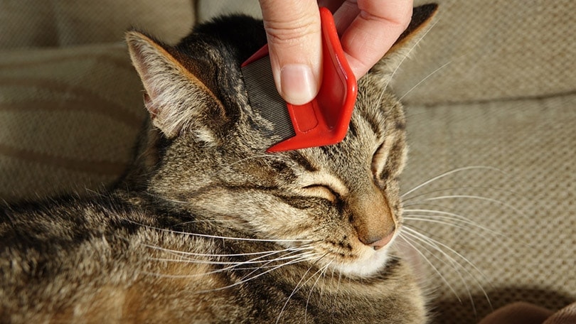 woman combing a tabby cat