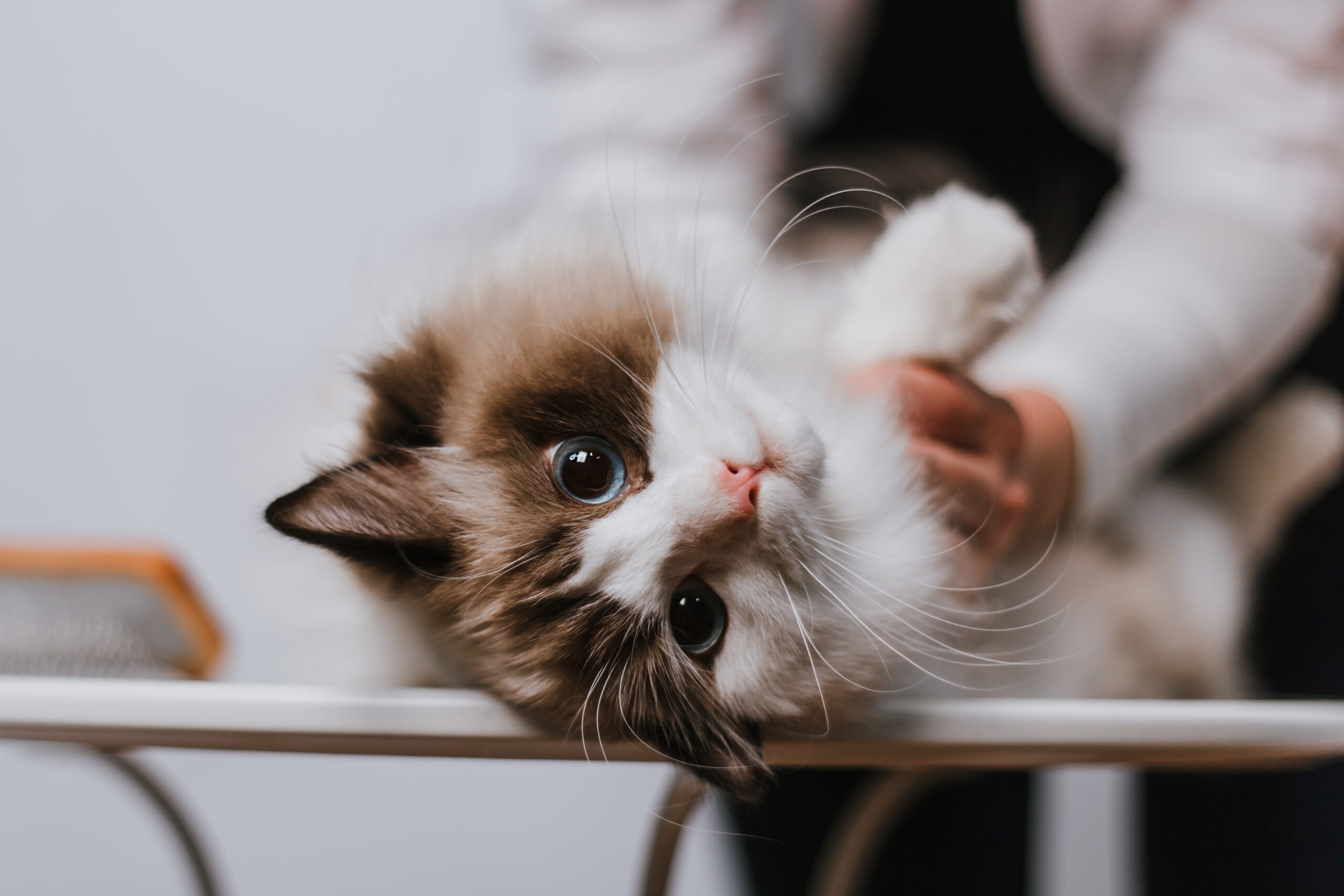 woman combing ragdoll cat on white background. Removing old wool