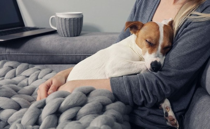 Un chien et son propriétaire qui se font des câlins