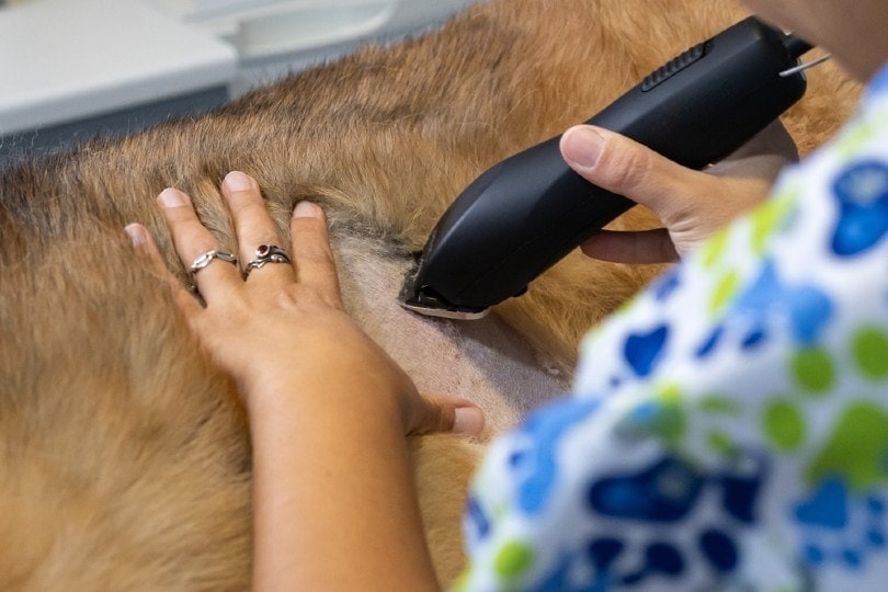 woman shaving dog hair