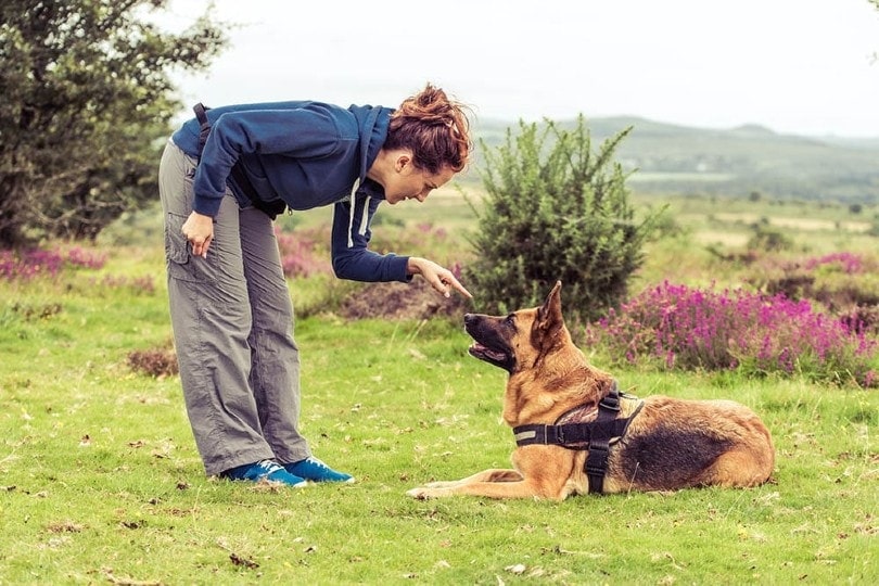 why are german shepherds so smart