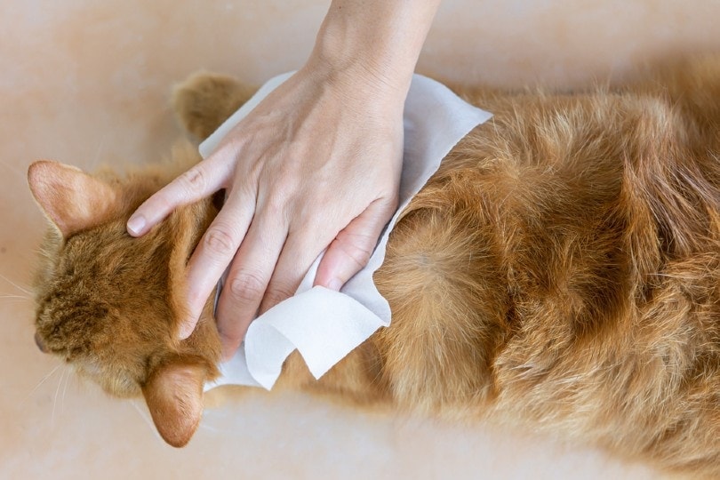 woman using cleaning wipes on pet cat