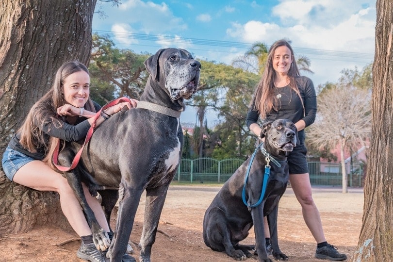 women-walking-and-posing-with-great-dane_Yuri-Nunes_shutterstock