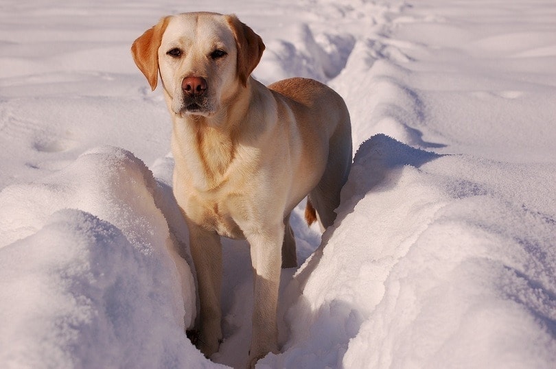 yellow-labrador