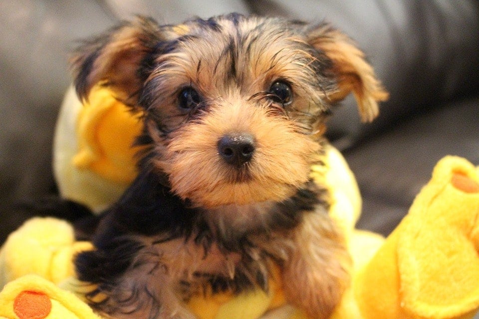 yorkie puppy