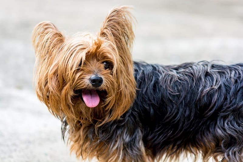 yorkie terrier